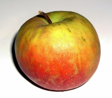 Pomme Belle de Boskoop