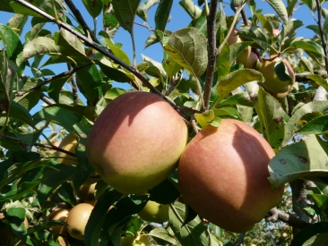 Pomme rubinette