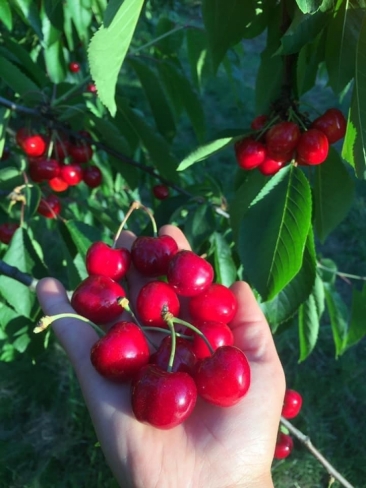 Cerises Bigarreaux