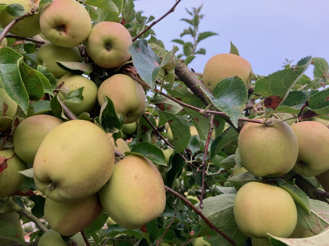 Pomme Golden Leratess