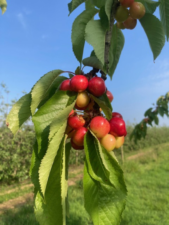 Cerises qui mûrrit