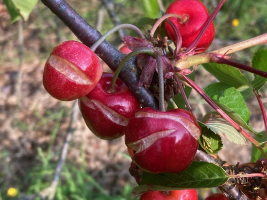 cerises crevasses