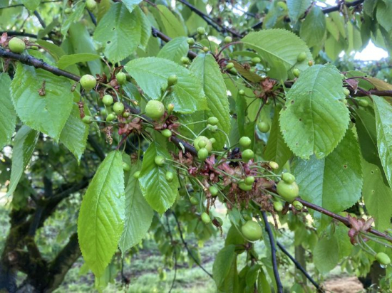 cerises chute physiologique